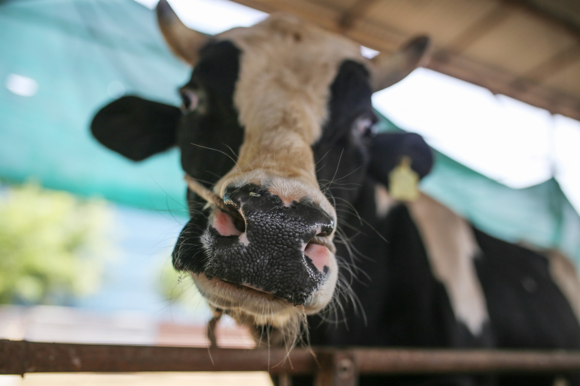 Growtheum Said to Invest 100 Million in Vietnam Dairy Maker IDP