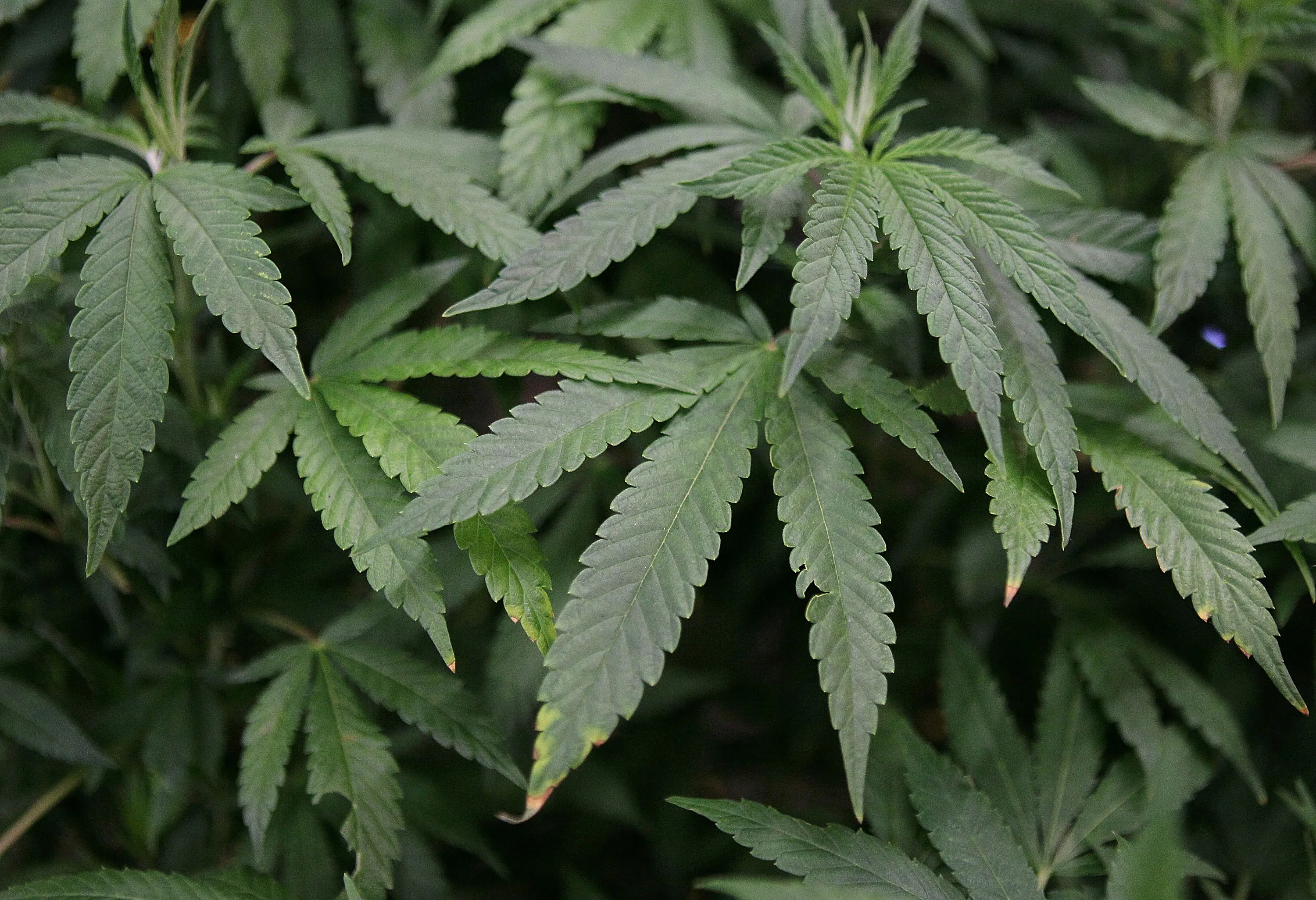 Marijuana plant leaves&nbsp;in Daly City, California.&nbsp;
