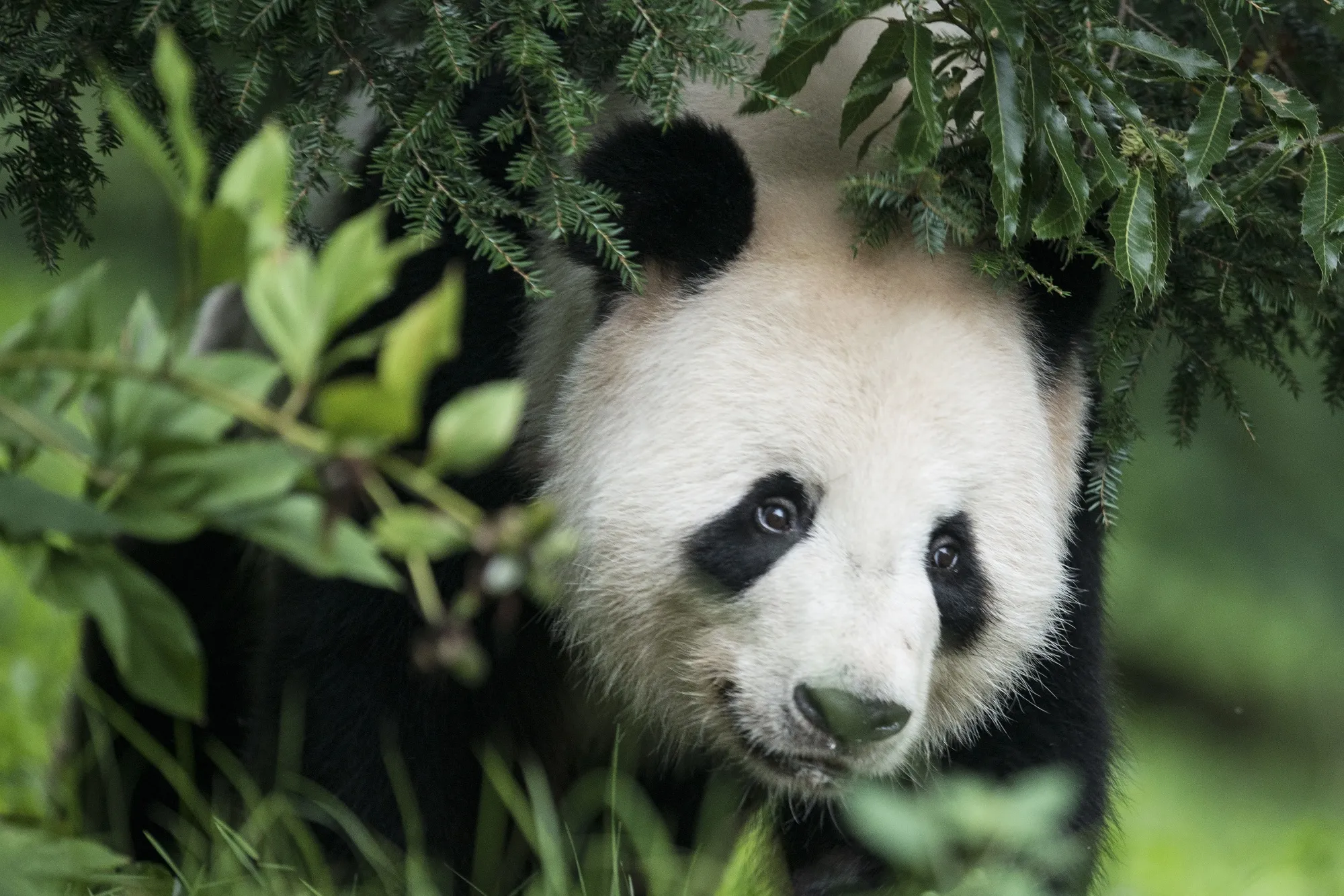 Giant Panda Tian Tian at the Smithsonian's National Zoo in Washington, DC.