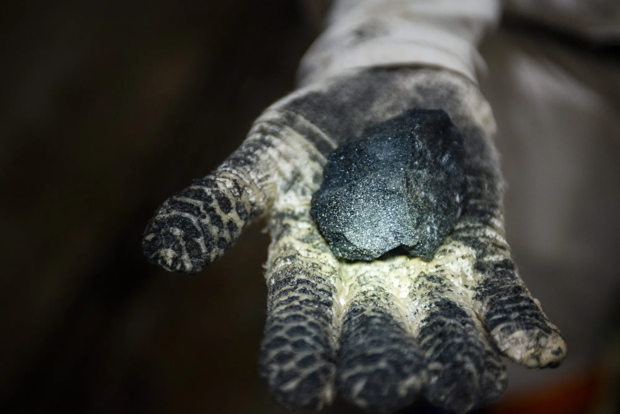 A miner handles a piece of platinum rich ore.