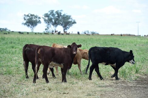 A herd of cattle are kept in a holding paddock ahead of slaughtering at the Inverell facility.
