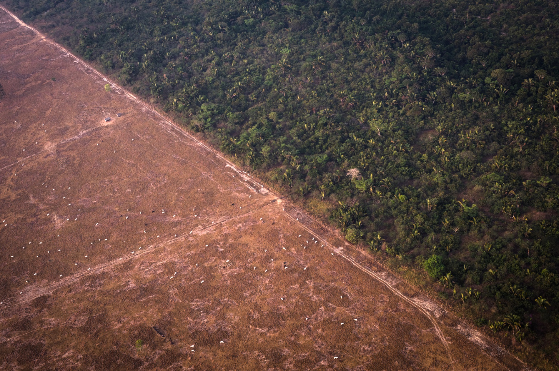 How California Can Help Save Brazil's Burning Rainforests - Bloomberg