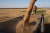 Russian Wheat Harvest as Record Prices Halt Export Boom