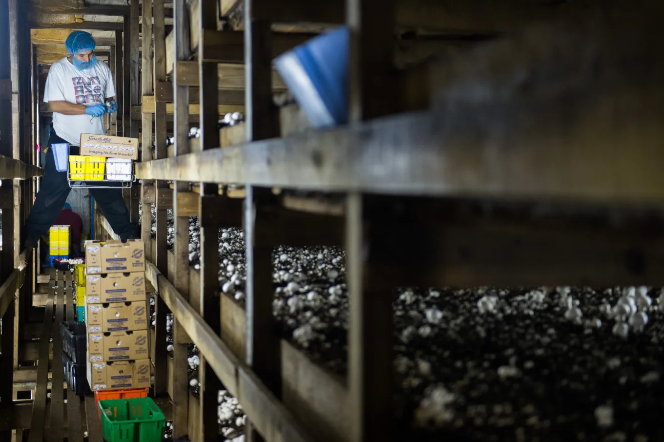 Operations At The Kaolin Mushroom Farm
