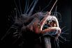 Stock Market Bottom-Fishers Are Trawling Risky Waters