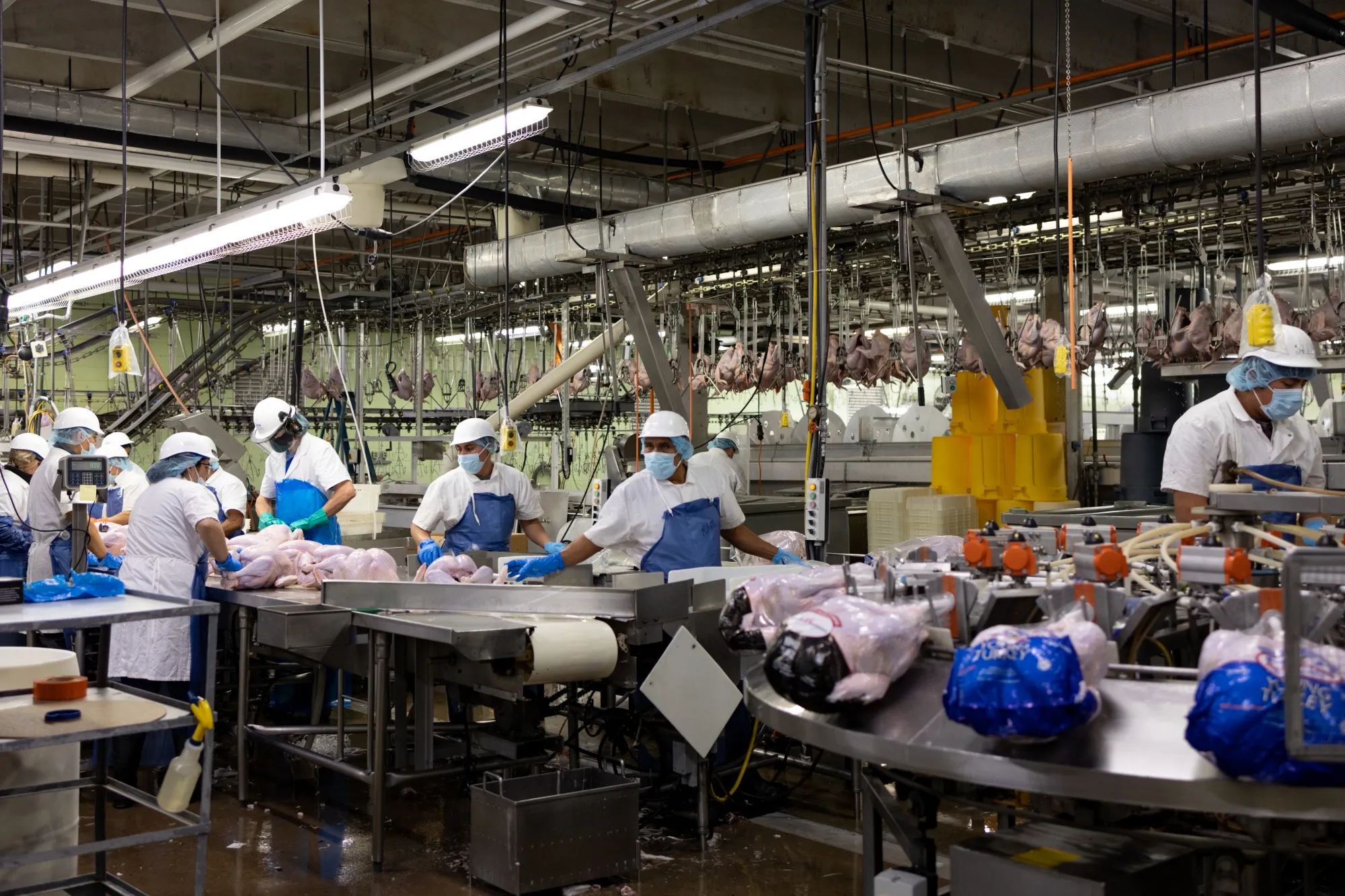 A Turkey Farm Ahead Of Thanksgiving Holiday