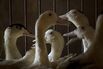 Forbidden Foie Gras Goes Underground At California 'Duckeasies'