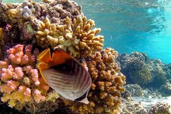 A coral reef along Egypt's southern Red Sea coast.