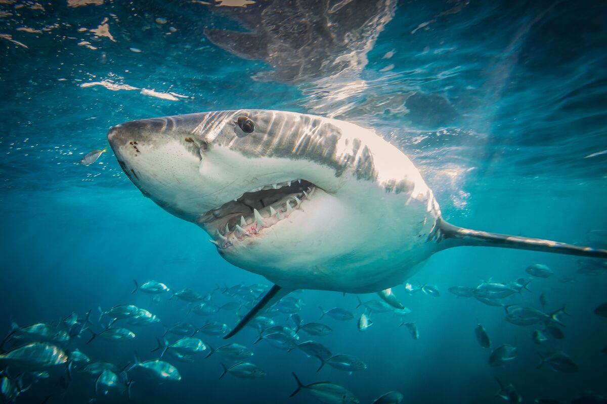 Little Bay Shark Attack Kills British Man, Shuts Sydney Beaches - Bloomberg