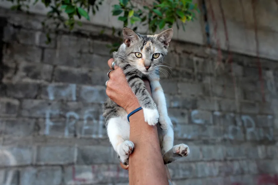 Letting house cats outside hotsell