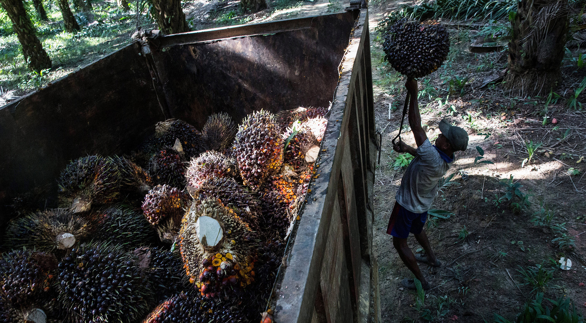 A worker loads a palm oil fruit bunch onto a truck near Kawthaung, Tanintharyi Region, Myanmar.