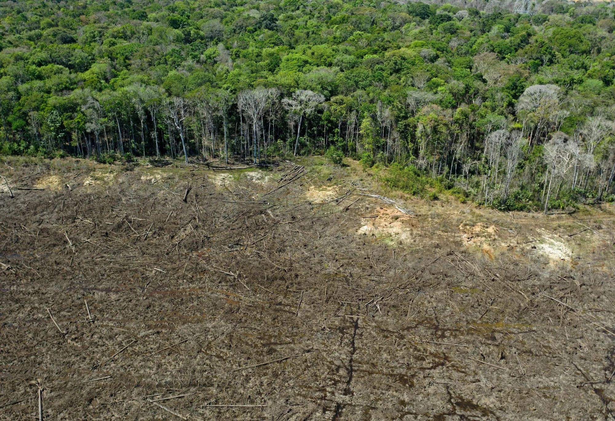 The report found that none of the insurers set biodiversity targets such as around deforestation.