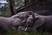 TOPSHOT-KENYA-NATURE-ENVIRONMENT-CONSERVATION