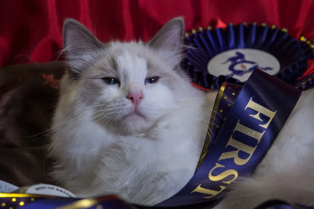 “Even cats have their flaws.”