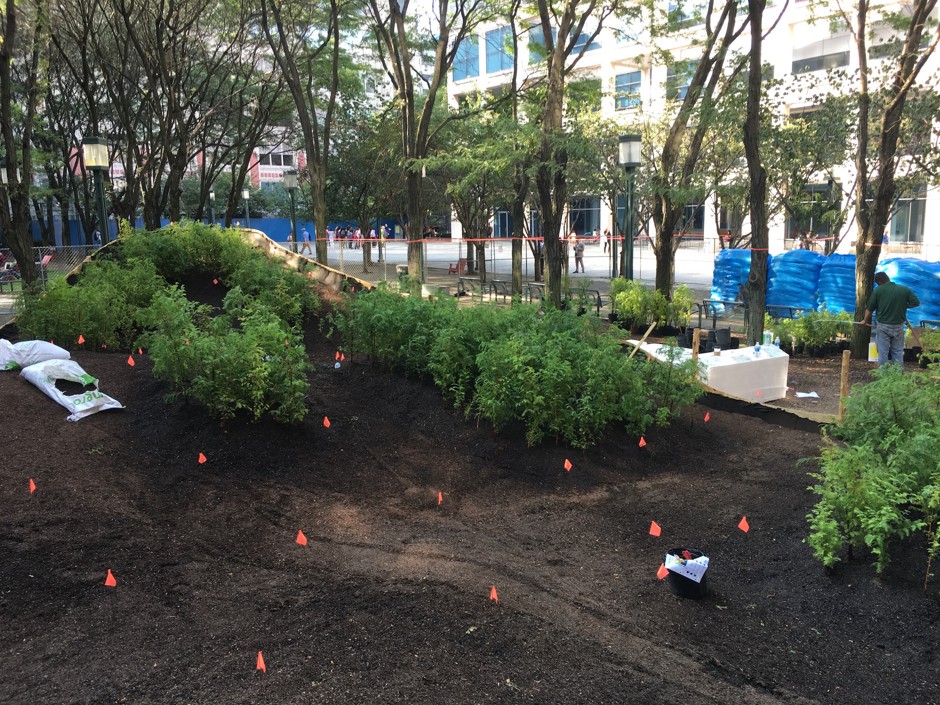 Mini redwoods taking root in MetroTech Commons in downtown Brooklyn.