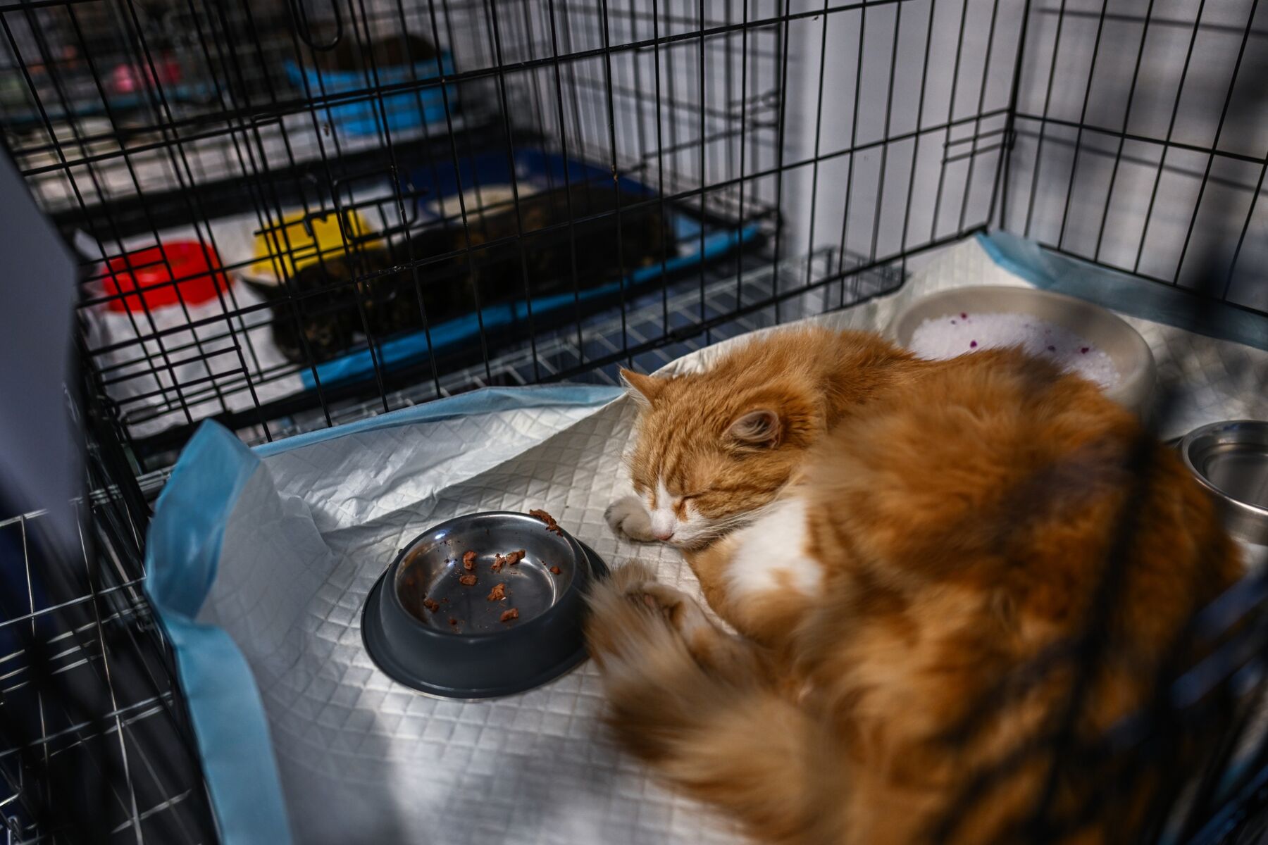 Oregon avian flu cat death prompts nationwide raw pet food recall