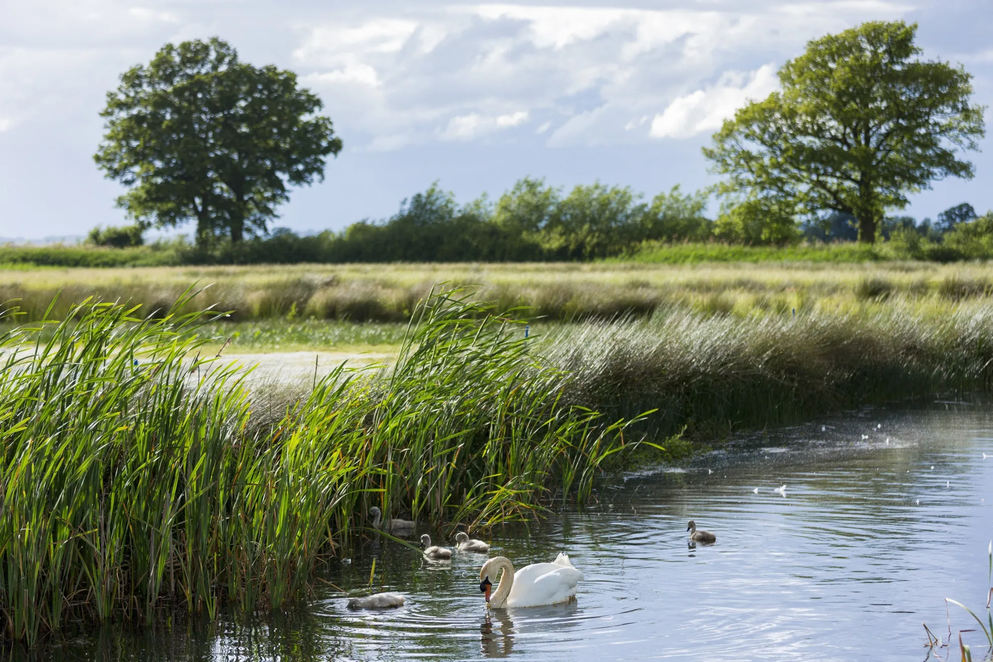 A&nbsp;wetland area in Oxfordshire, UK.