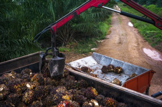 Red-Hot Rally in Palm Oil Reveals Dirty Jobs That No One Wants