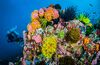 Sombrero Island Reef, Philippines coral reef
