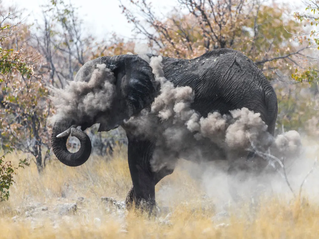 An elephant throws dust to protect itself from the sun at midday, in the Etosha National Park, Namibia.