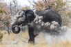 Dusty elephant in Etosha National Park