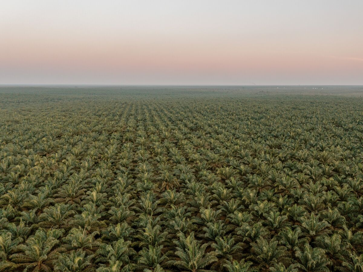 Palm Oil Heads for Weekly Gain on India Demand, Biofuel Outlook