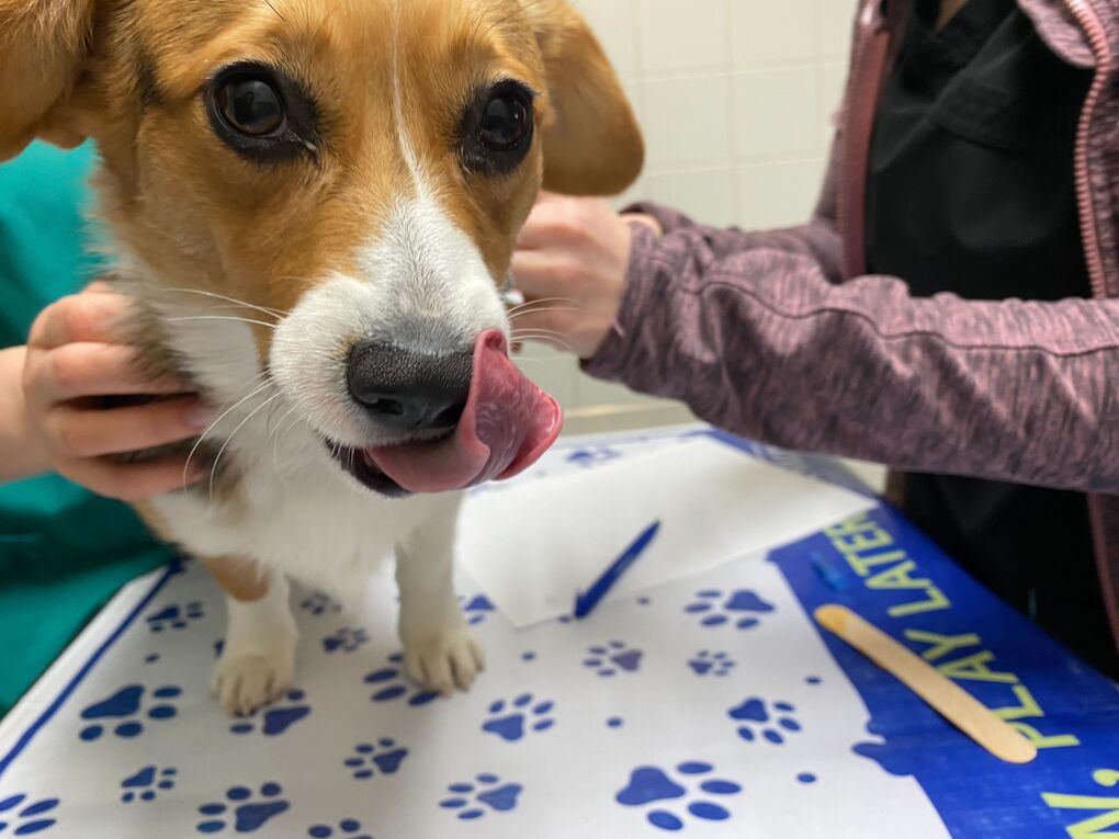 Why Dogs Can Get Lyme Disease Vaccines and Humans Can't Bloomberg