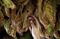 A worker inspects tobacco leaves at the Alejandro Robaina tobacco plantation.