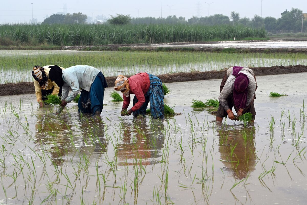 Early Monsoon Rains in India Raise Hopes of a Bumper Grain Crop