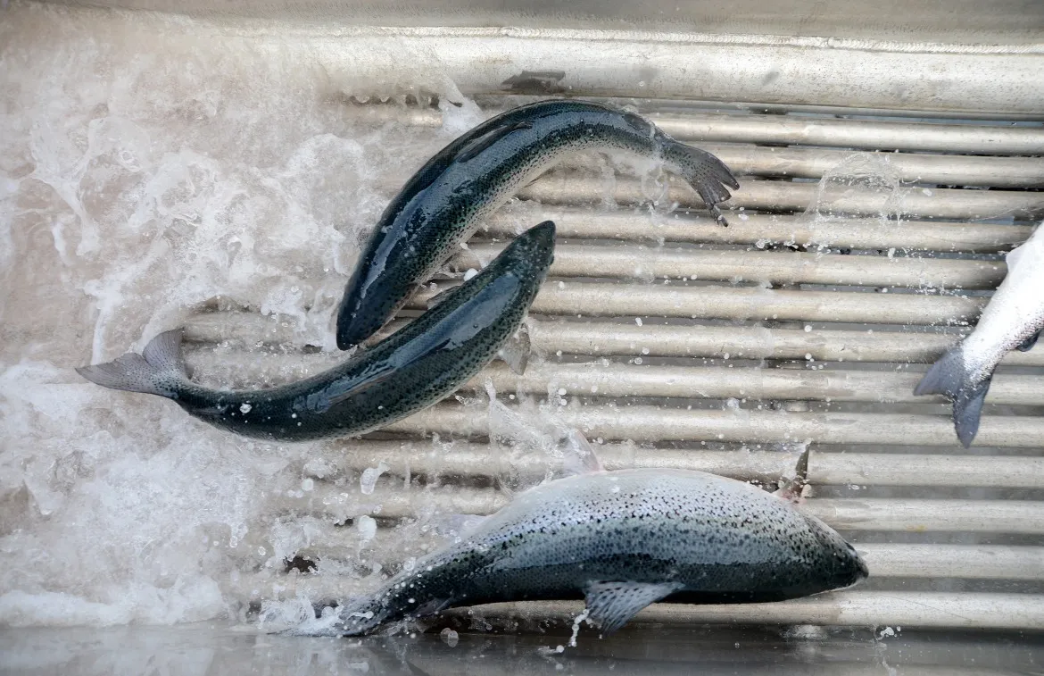 Salmon pass through a shower of fresh water at a farm.