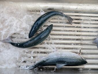 relates to Salmon Producers Hit by Chinese Boycott After New Virus Outbreak