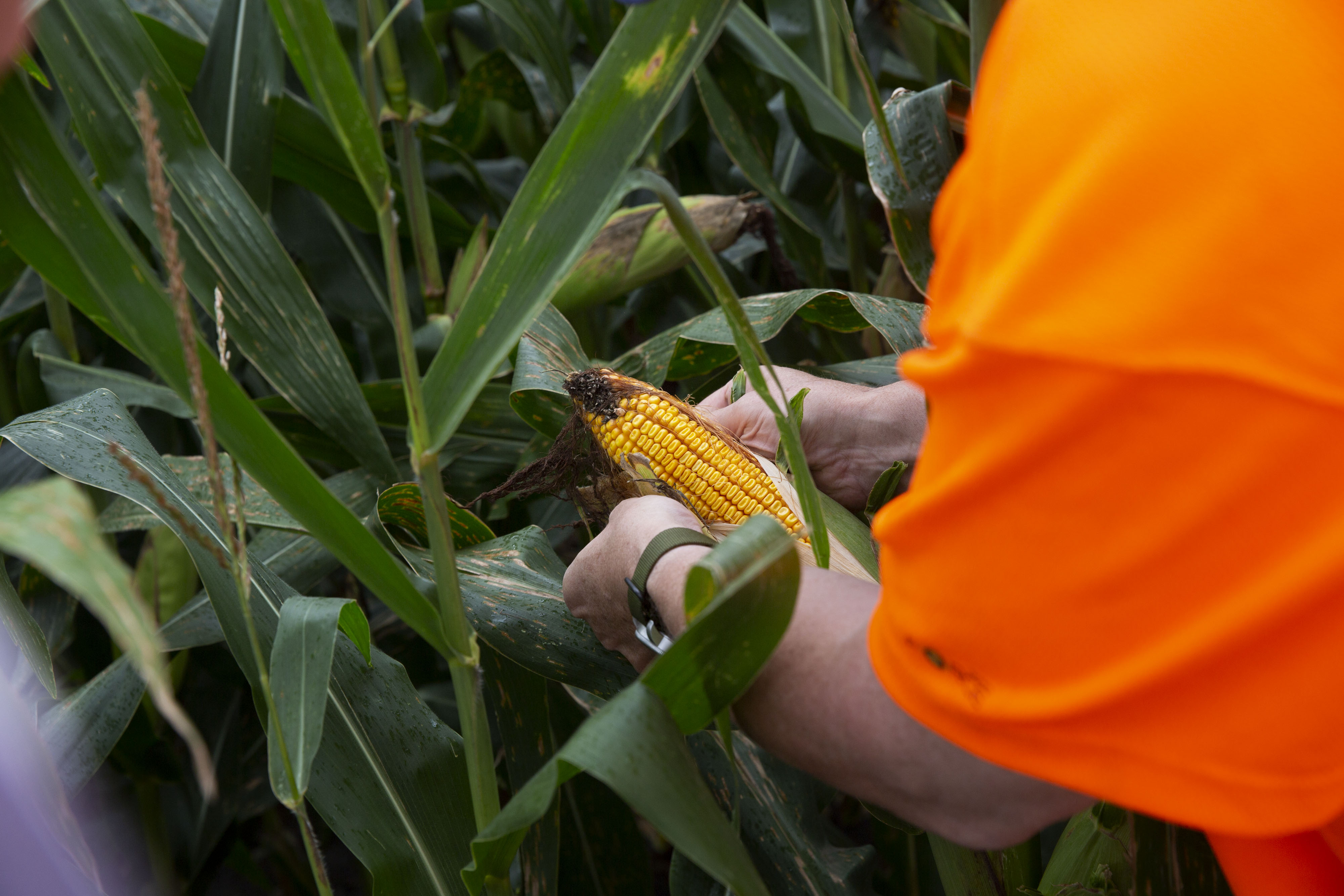 U.S. Crop Conditions Are ‘Hit or Miss’ as Tour Kicks Off Bloomberg