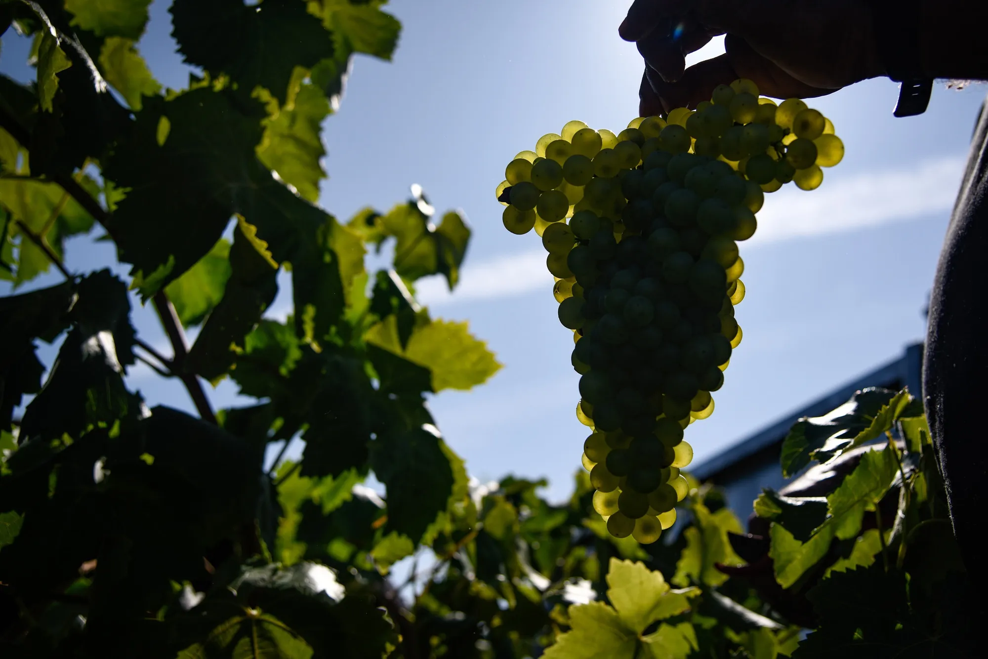 A worker picks a bunch of grapes during harvest&nbsp;in St. Marti Sarroca, Barcelona.