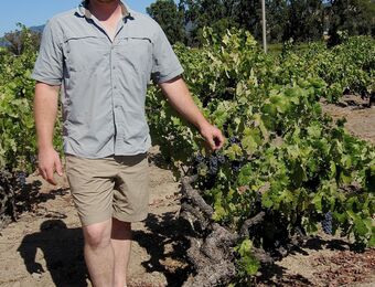relates to Bastardo Grapes, Old Vines Spice Sonoma Wine: Elin McCoy