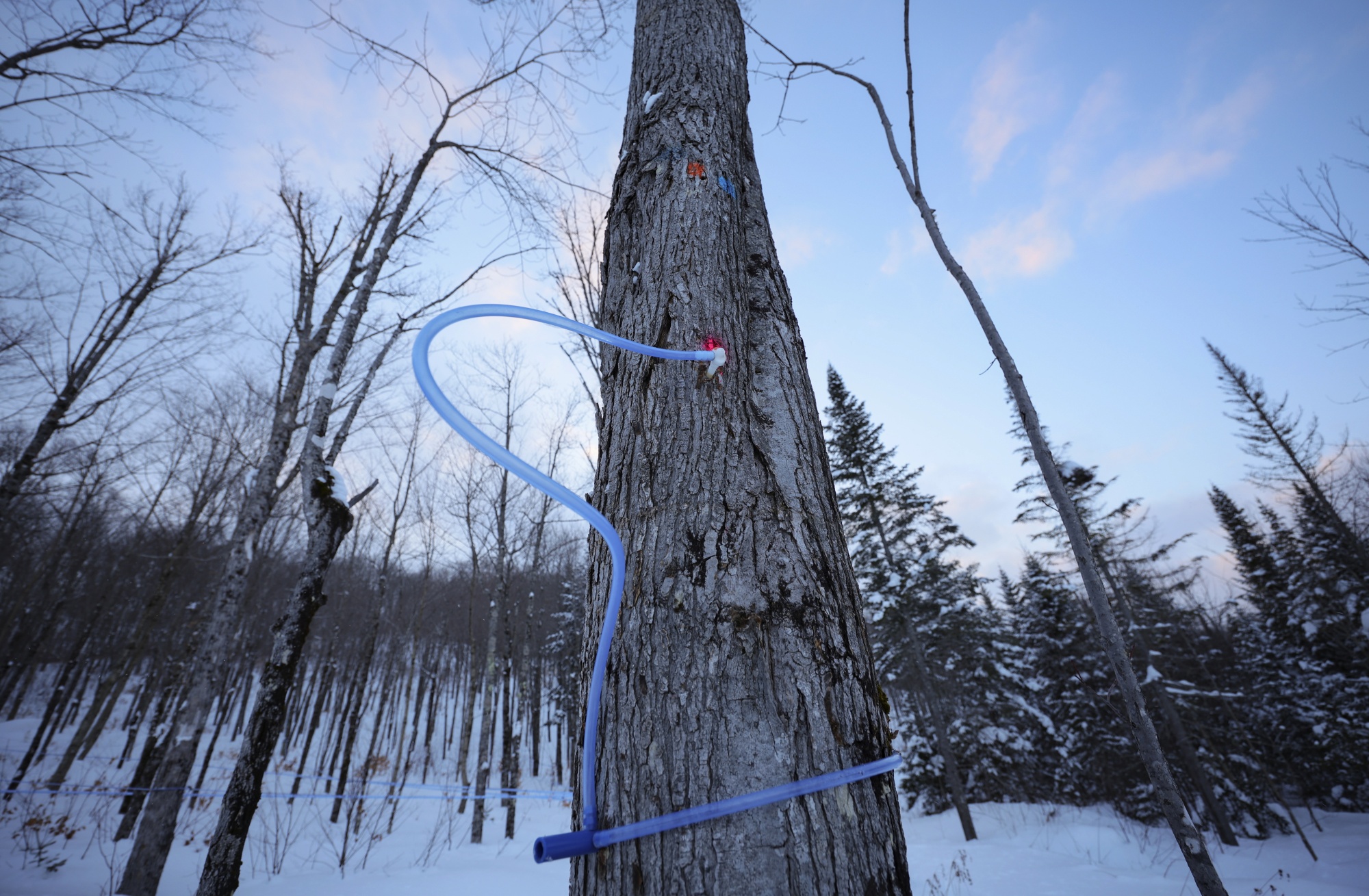 A tapped tree in Quebec.