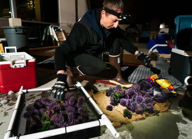 Renee Angwin (SDSU Lab Manager) counting the urchins to put into their baskets that go into the holding tanks/raceways at San Diego State University. California. February 21, 2020.