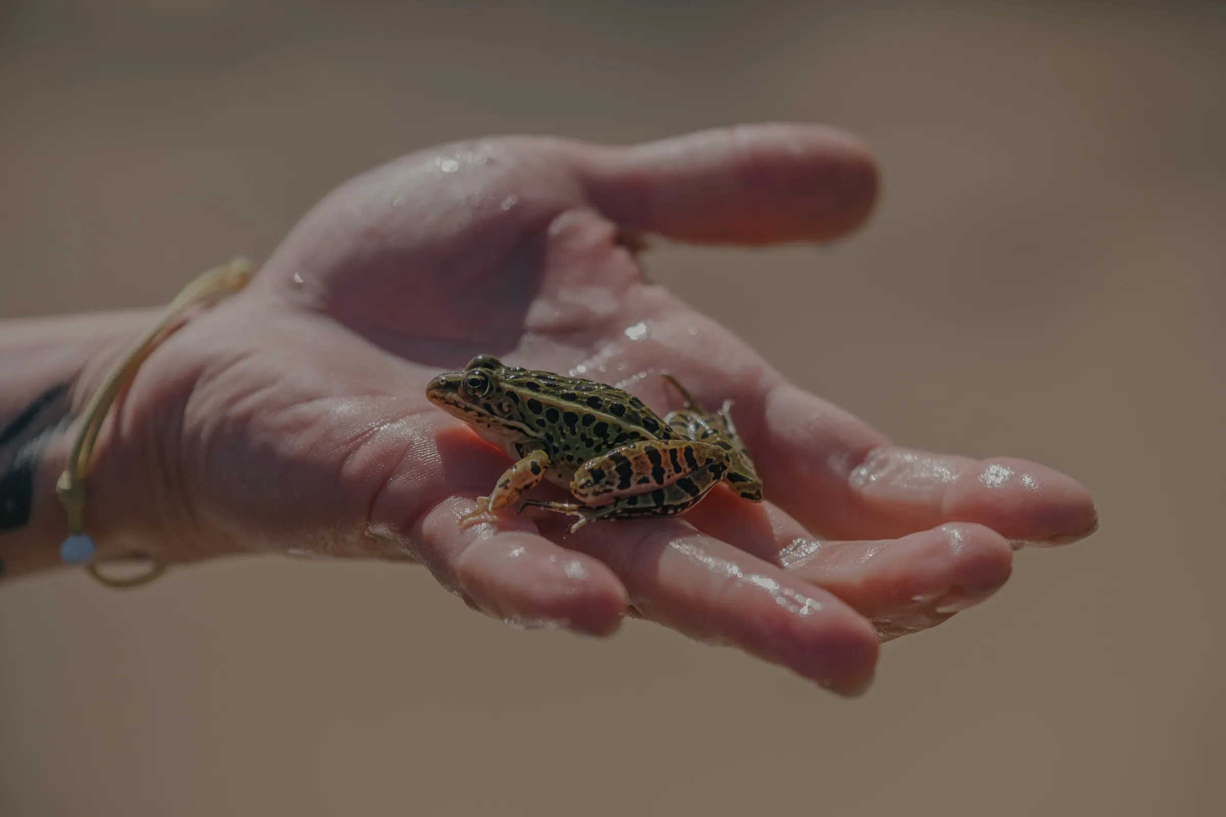 Climate change is likely to bring massive species turnover to urban centers, with amphibians among the vertebrates expected to decline across 60 major US and Canadian cities analyzed&nbsp;by researchers.&nbsp;