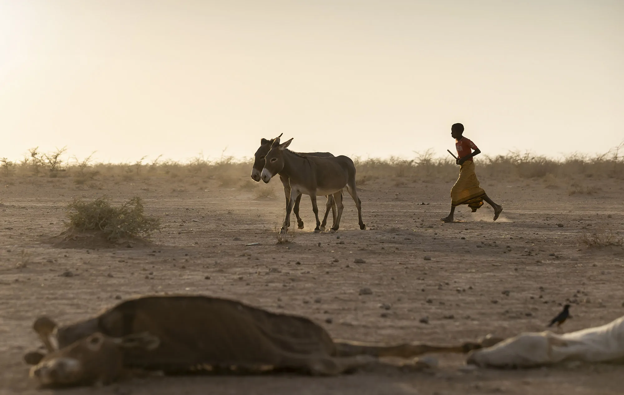 A boy takes his donkeys back home to Gabi'as village, where the school has been closed due to the drought and the children now care for the animals, northeast of the town of Gode, in the&nbsp;Somali region of Ethiopia, on Jan. 21.