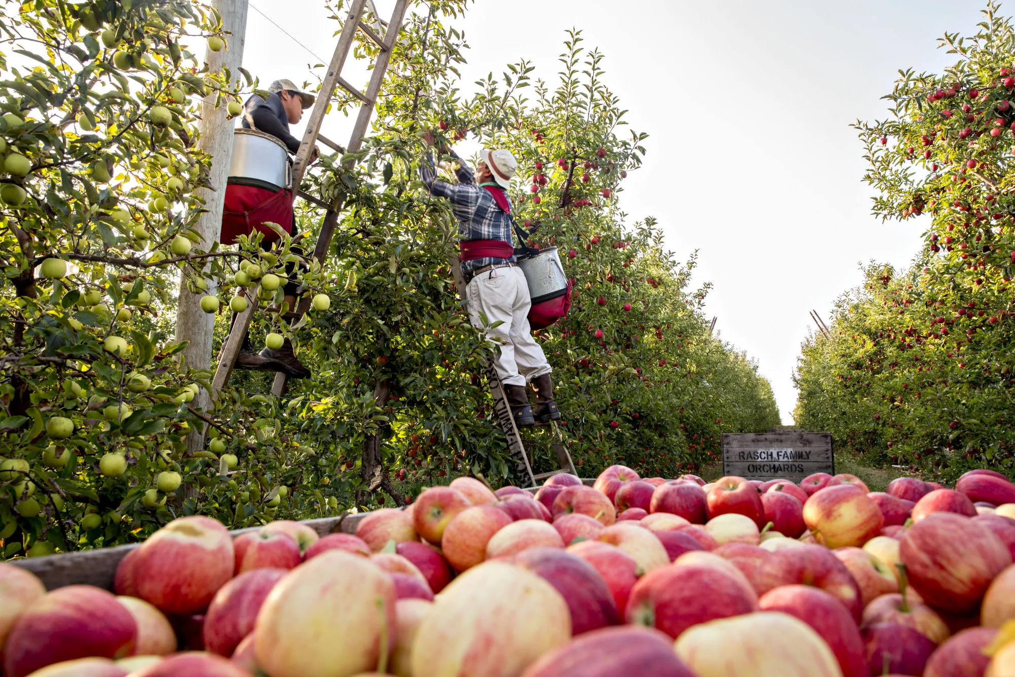 Apple Harvest And Processing As Picking Season Is In Full Swing 