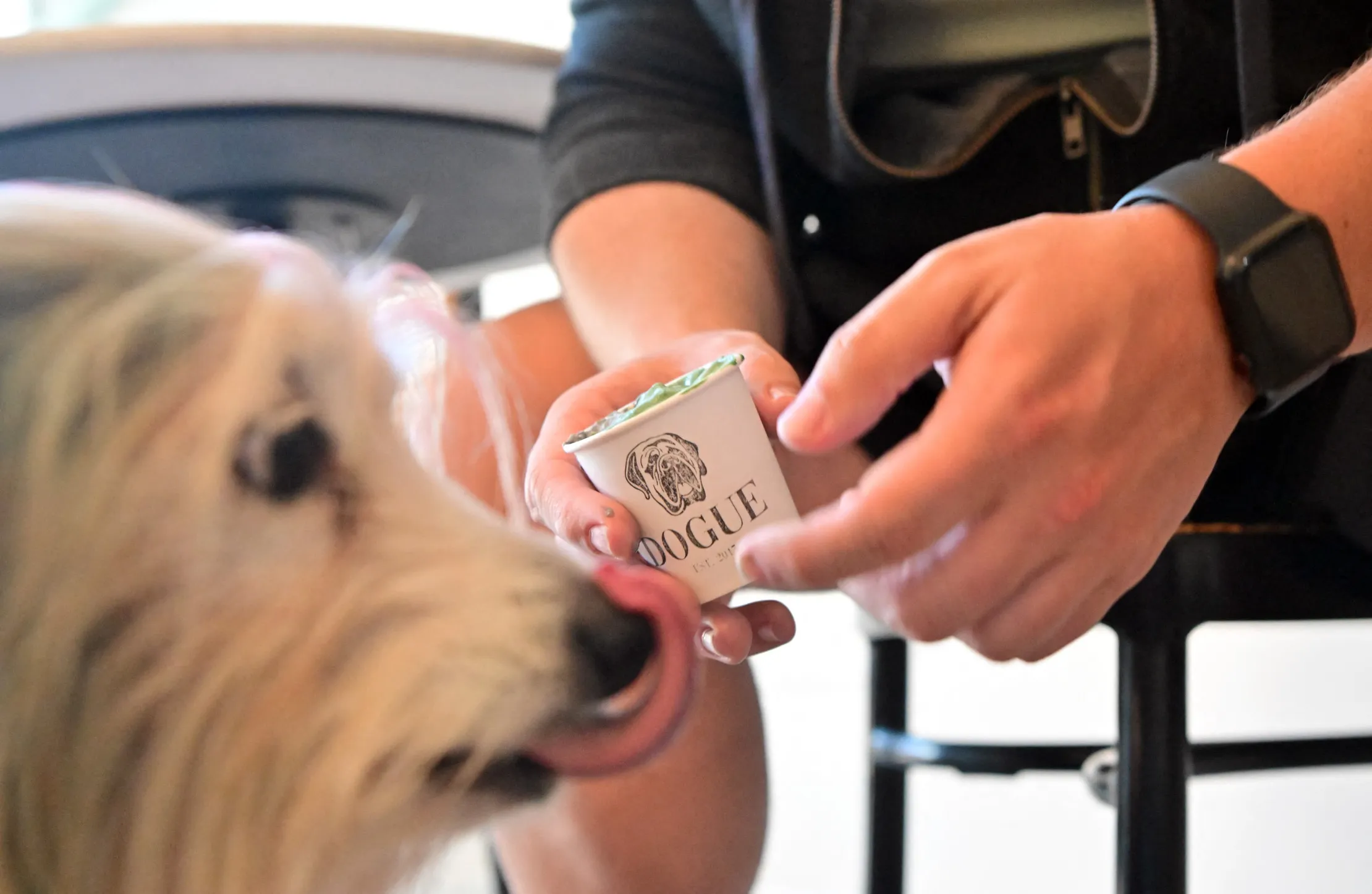 &nbsp;MJ, a terrier mix, gets a dogguccino&nbsp;at Dogue, a restaurant for dogs in San Francisco,&nbsp;