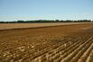 A Wheat Harvest As Crop Futures Sink To Pre-War Levels