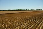 A wheat field&nbsp;in Culver, Kansas.