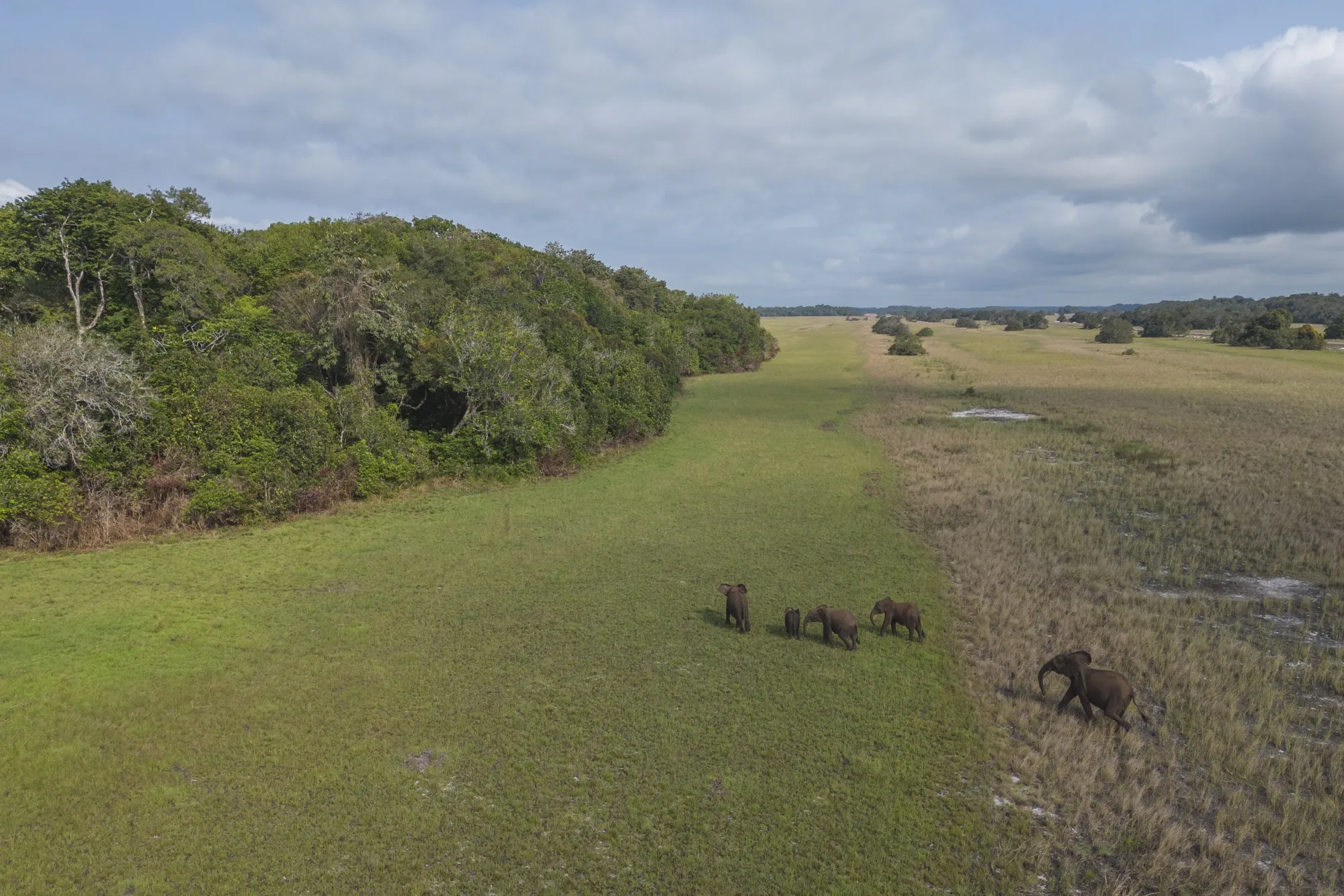 A herd of forest elephants in Gamba, Gabon.