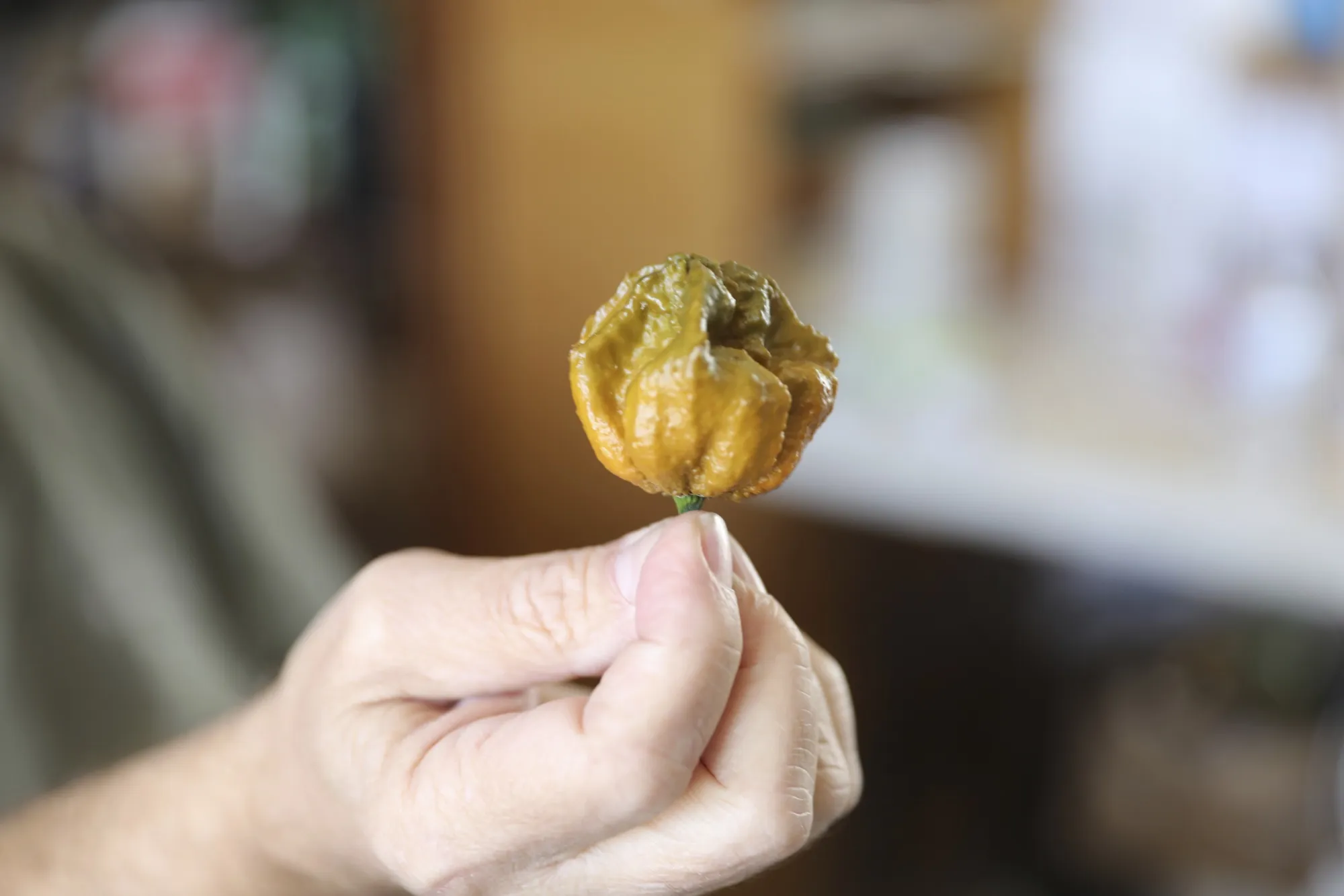 A Pepper X pepper.