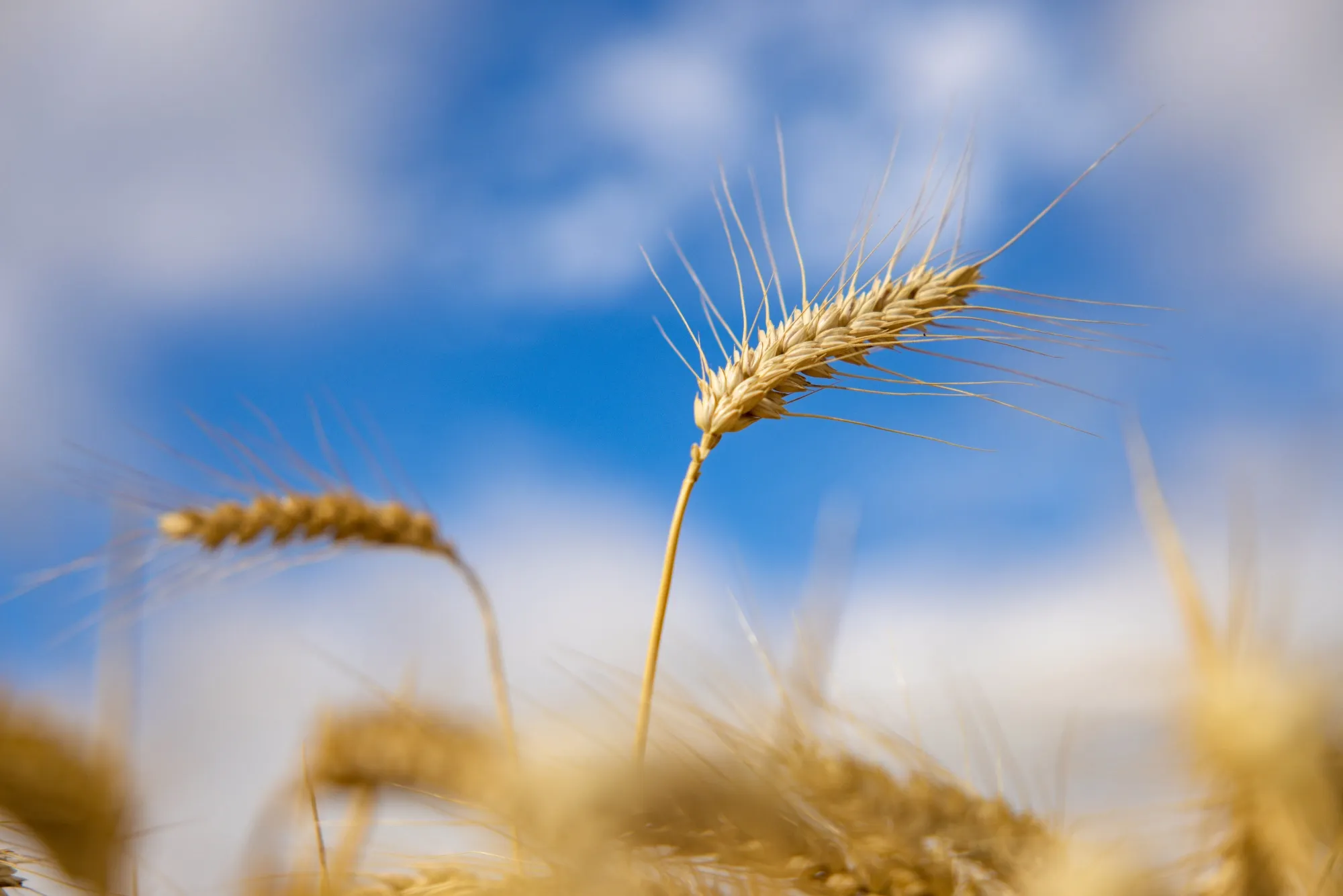 Milling wheat ready for harvest in Chelmsford, UK.