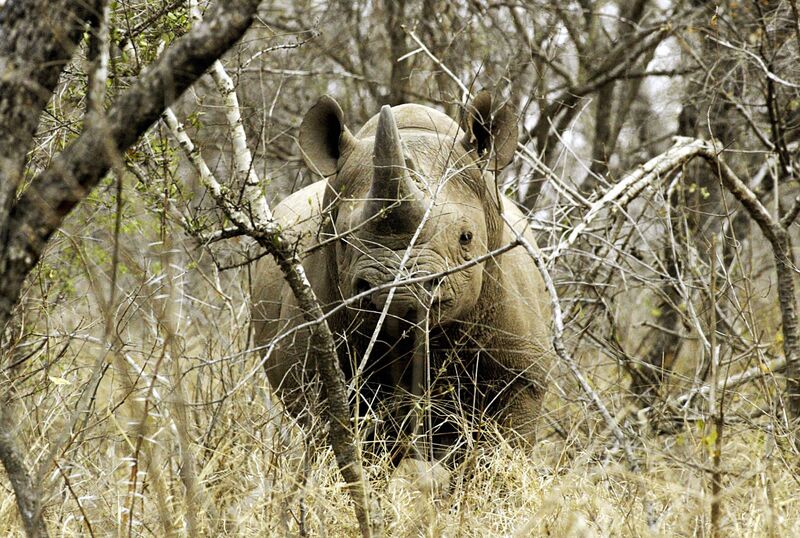 A black male rhinoceros is seen at a gam