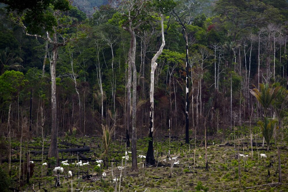 A New Link Tracing Beef From Amazon Rainforest To Grocery Stores Bloomberg