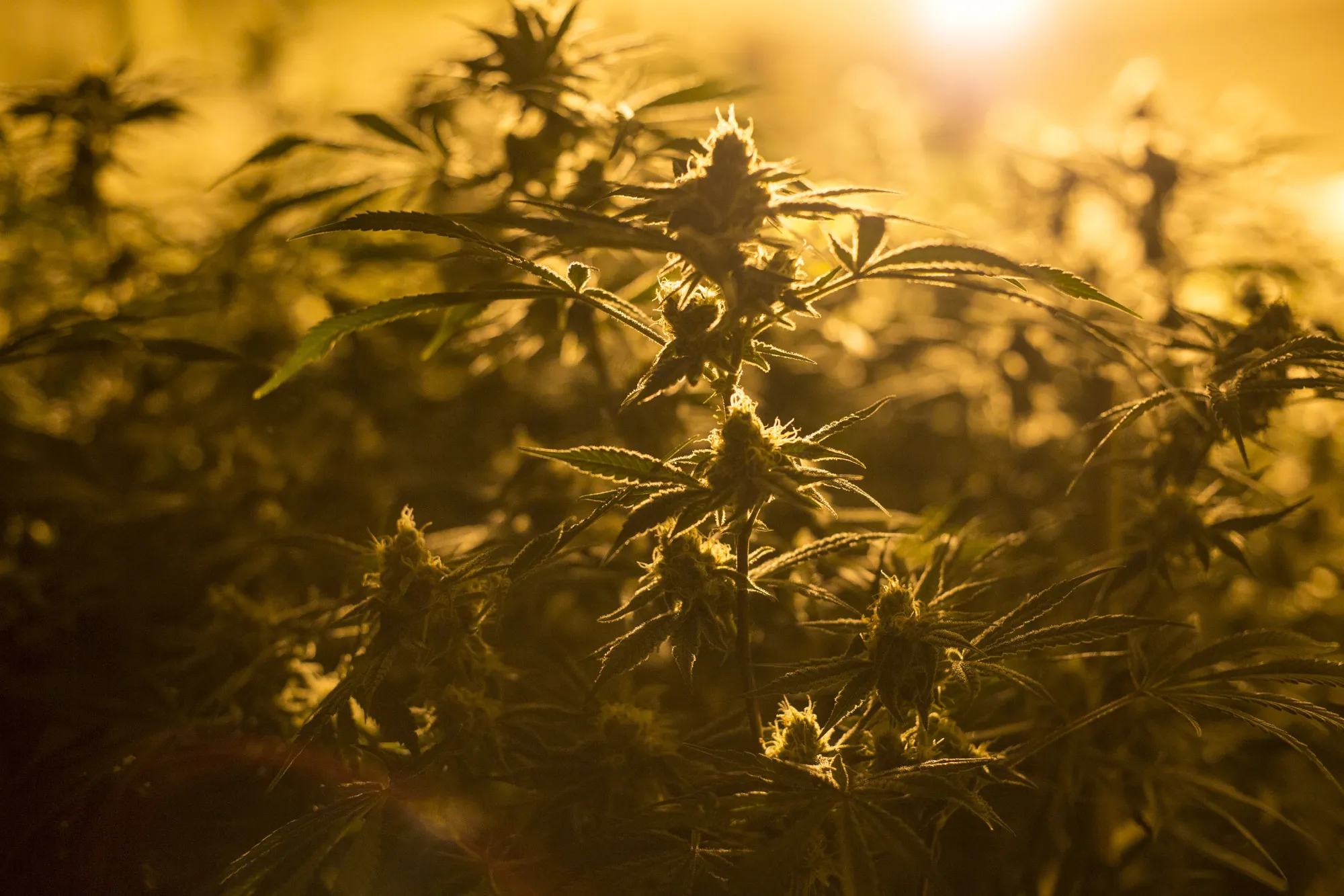 Plunging Pot Prices Have Legal Growers Scrambling To Lower Costs