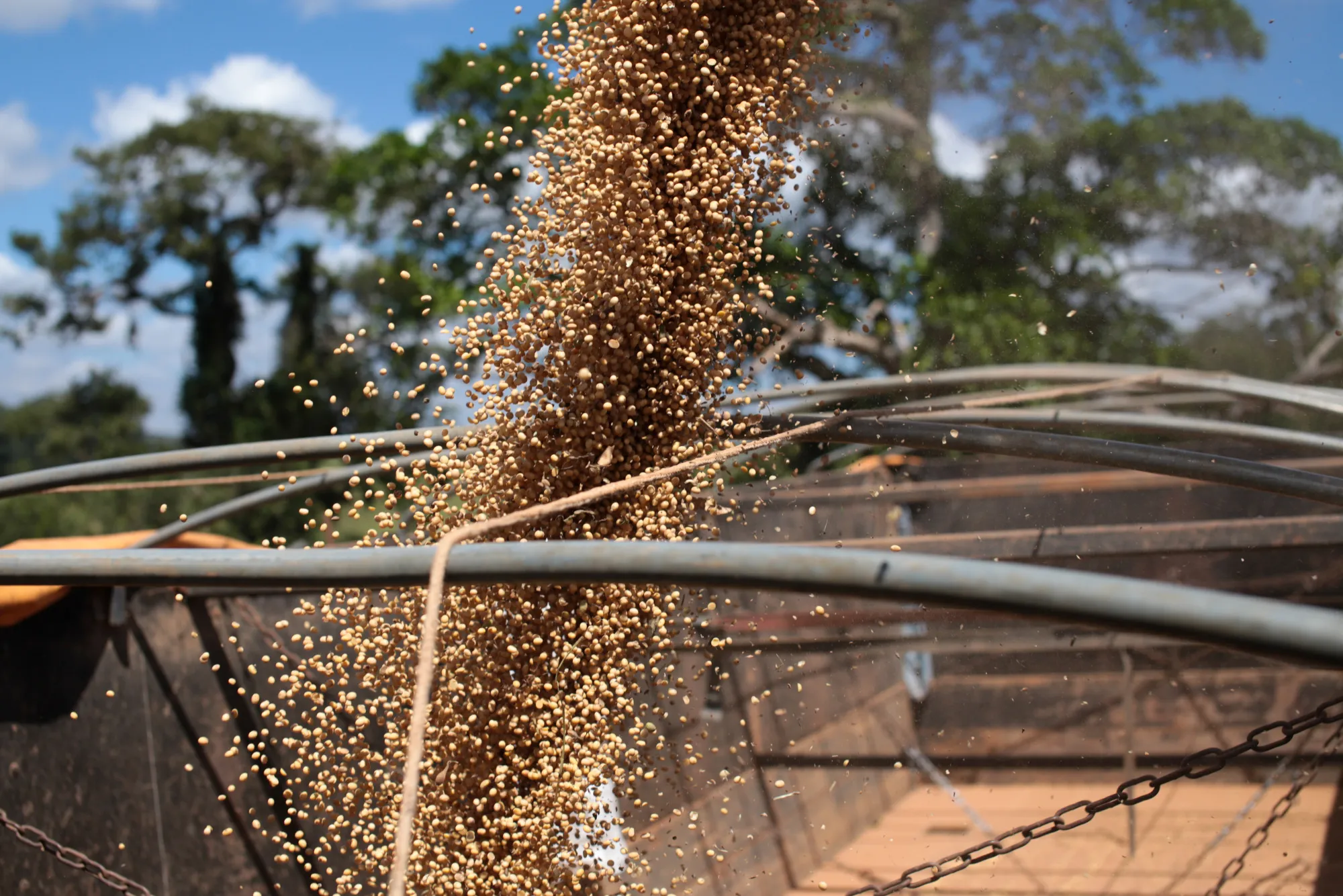 Soybean Harvest As World Soy Reserve Estimate Beats All Forecasts 