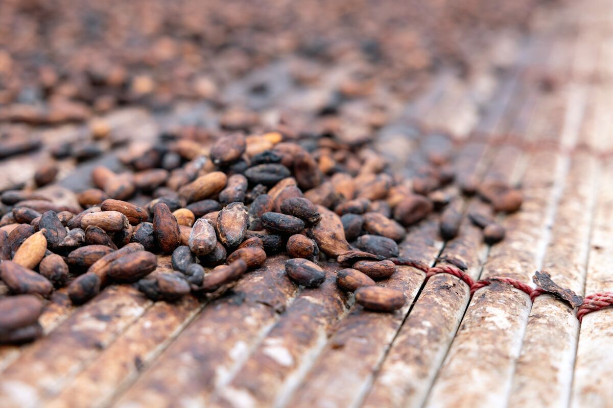 Ghana Raises Cocoa Producer Price 62% To $5,040 Per Tonne